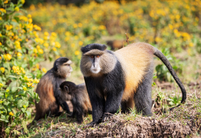 Golden monkey in Volcanoes National Park