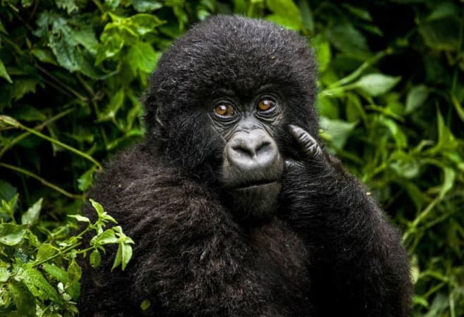 Gorilla Trekking in Volcanoes National Park