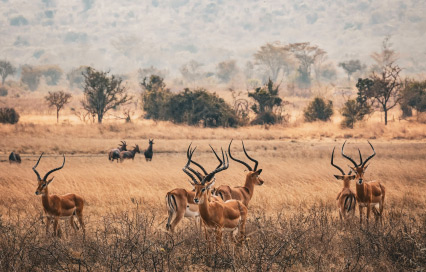 Animals in Rwanda Africa: A Complete Guide to Rwanda’s Thriving Wildlife