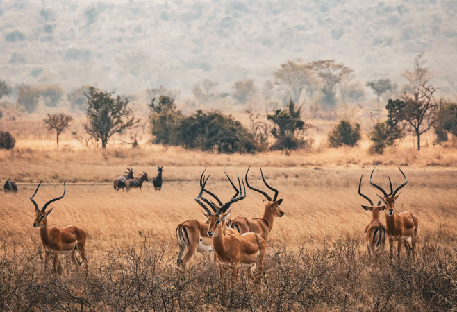 Animals in rwanda africa a complete guide to rwanda s thriving wildlife